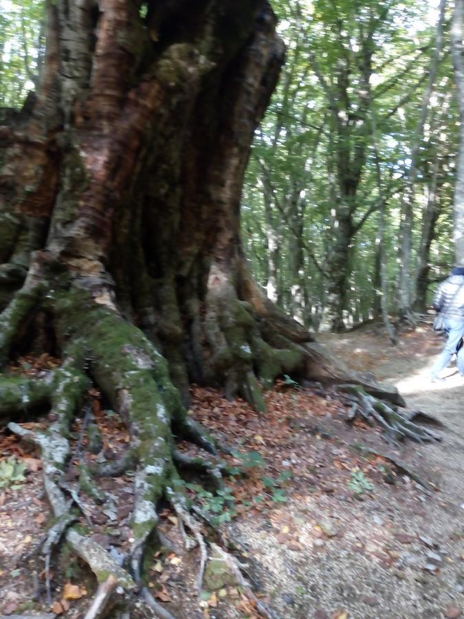 维克艾库塞阿尔卡斯塔尼奥住宿加早餐旅馆住宿加早餐旅馆 外观 照片